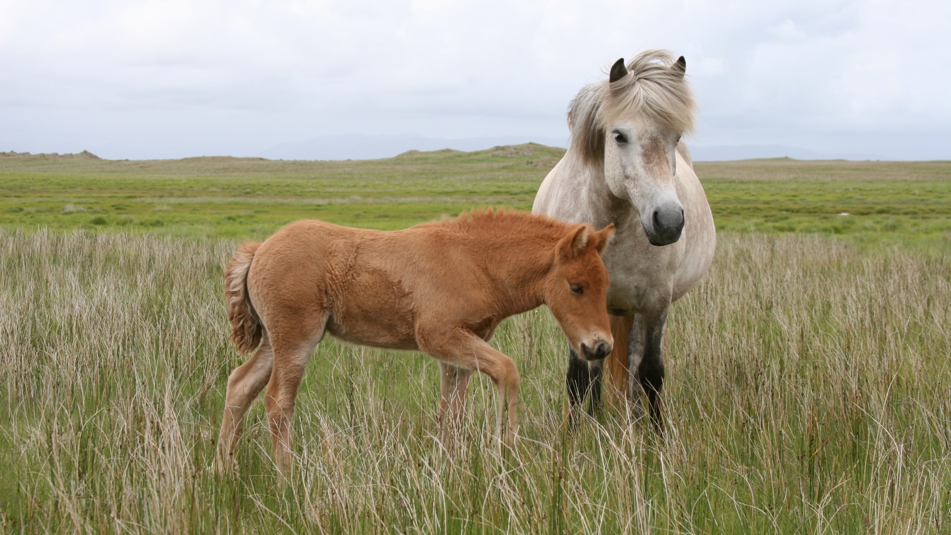 The Fabulous Alt Text